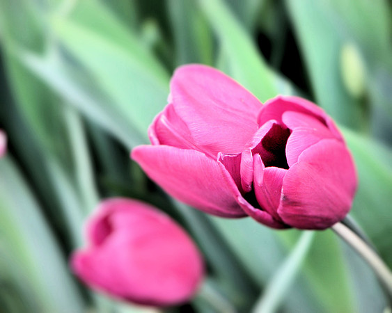 3 pink tulips