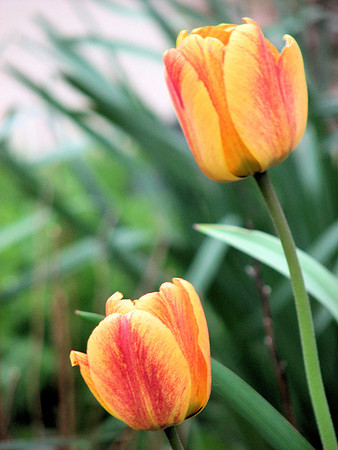 Yellow and orange tulips