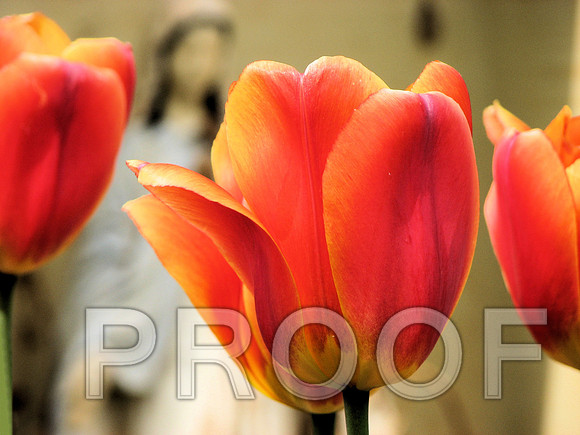 Madonna with tulips 2