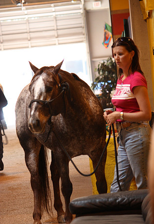 Fort Worth Texas Appaloosa Show Scenes