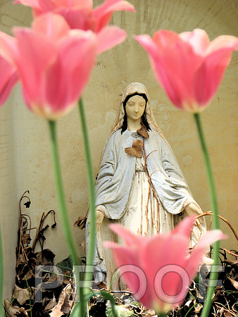 Madonna with tulips 6