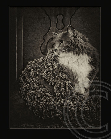 Fancy Feline, Kerrville 2013, scored 80 March 2014 1st place illustrative~FWPPA