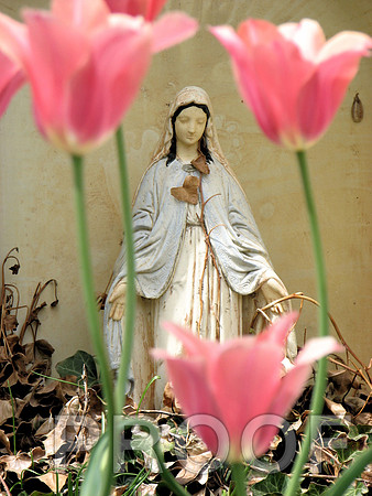 Madonna with tulips 1