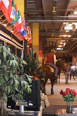 Horses in Fort Worth
