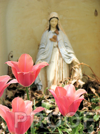 Madonna with tulips 5