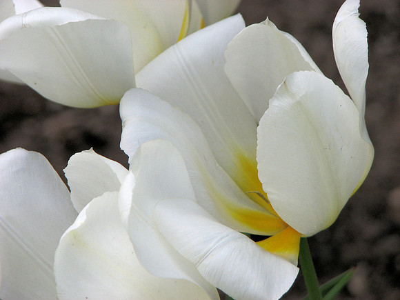 White Tulips 2