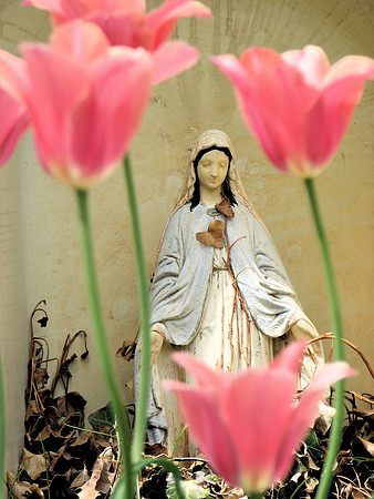 Pink Tulips with Madonna 3