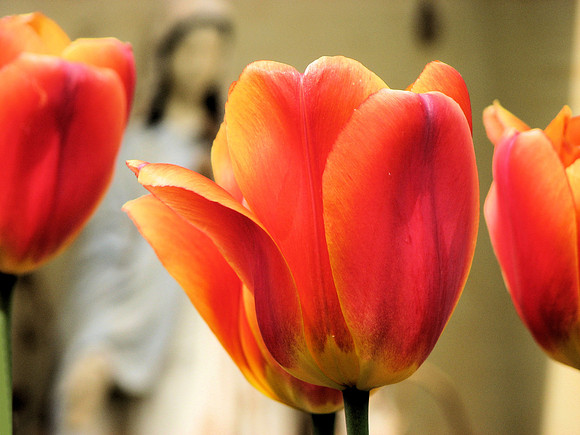 Orange Tulips with Madonna 1