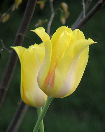 Yellow Tulips 3