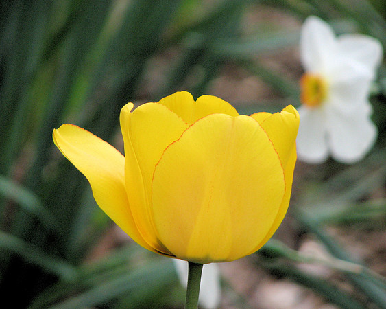 Yellow Tulips 4