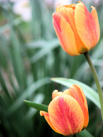 Yellow and Orange Tulips