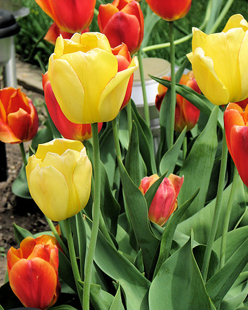 Yellow and Orange Tulips 1
