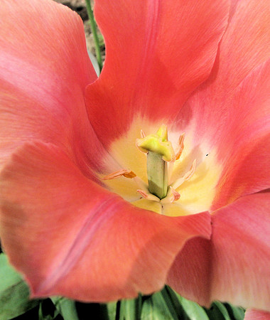 Close-up of tulip
