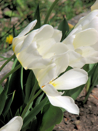 White tulips 1