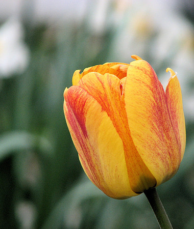 Yellow and orange tulip