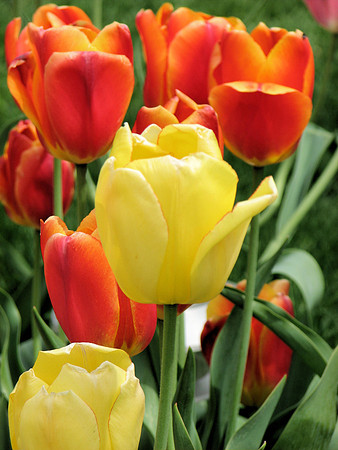 Yellow and Orange Tulips 2