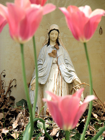 Pink Tulips with Madonna 4