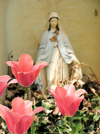 Pink Tulips with Madonna 2