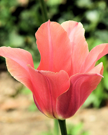 Pink Tulip