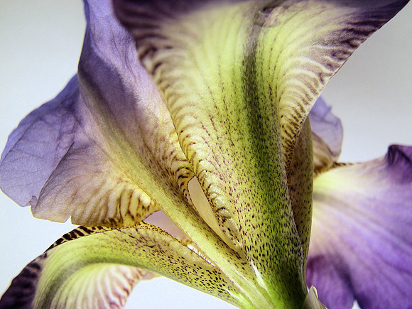 Iris 3
