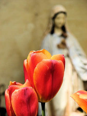 Orange Tulips with Madonna 2