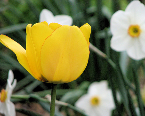 Yellow Tulips 5
