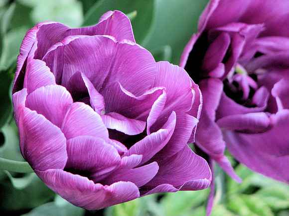 Gorgeous Purple Tulips