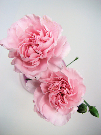 Pink Carnations