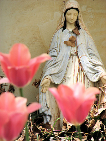 Pink Tulips with Madonna 1