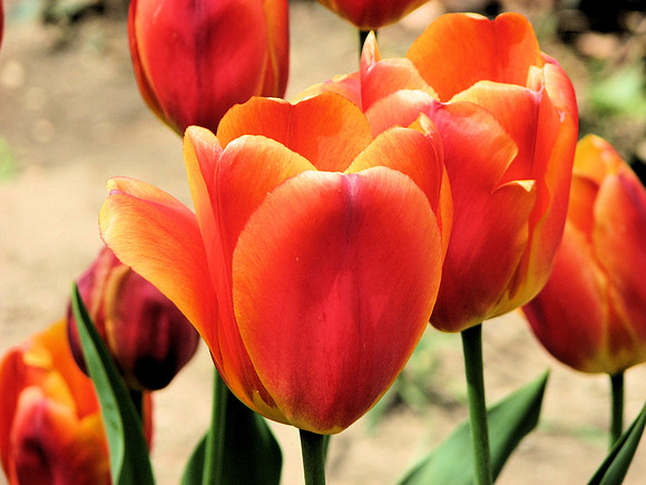Group of orange Tulips