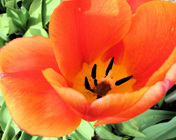 Orange Tulip 1